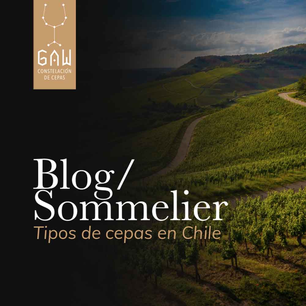 ¿Cuántas cepas de vino hay en Chile?